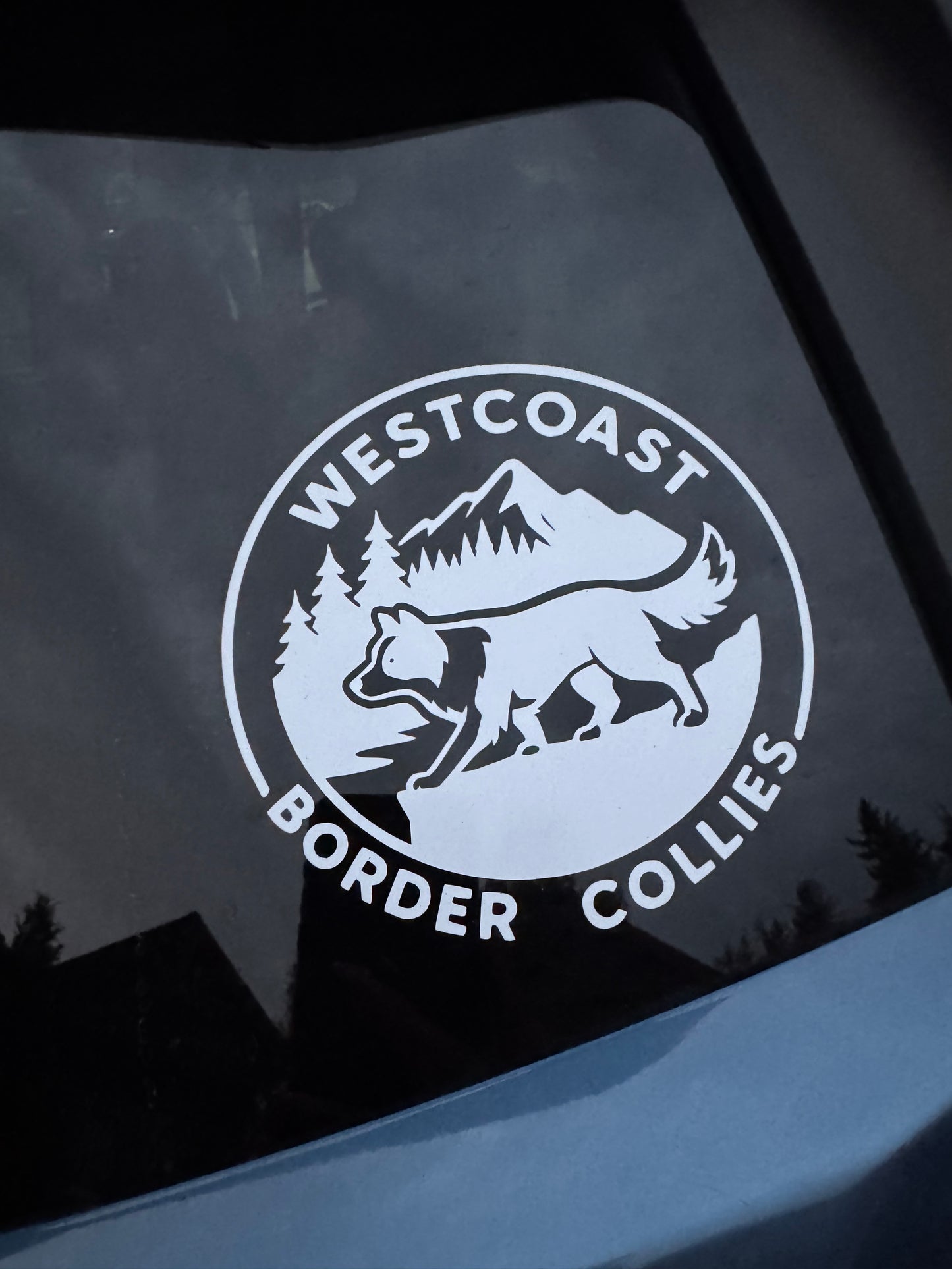 West Coast Border Collies