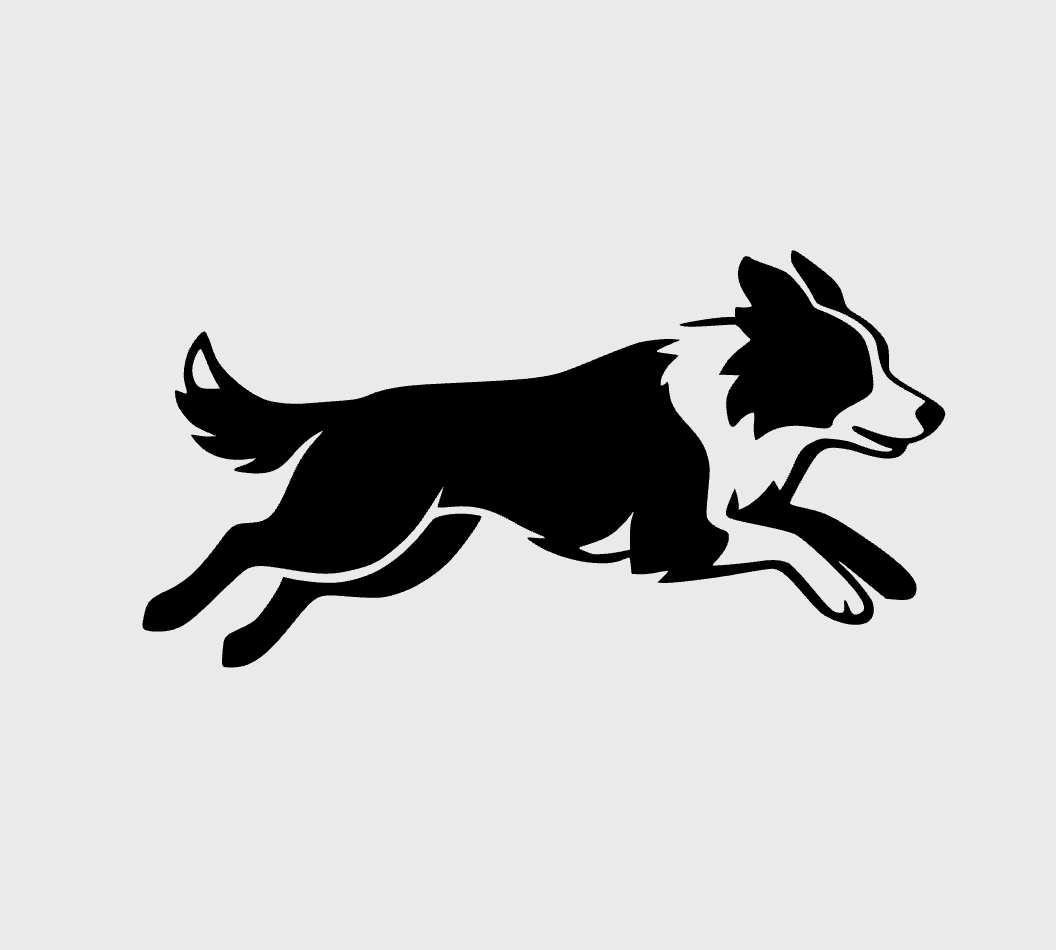 Border Collie Jumping
