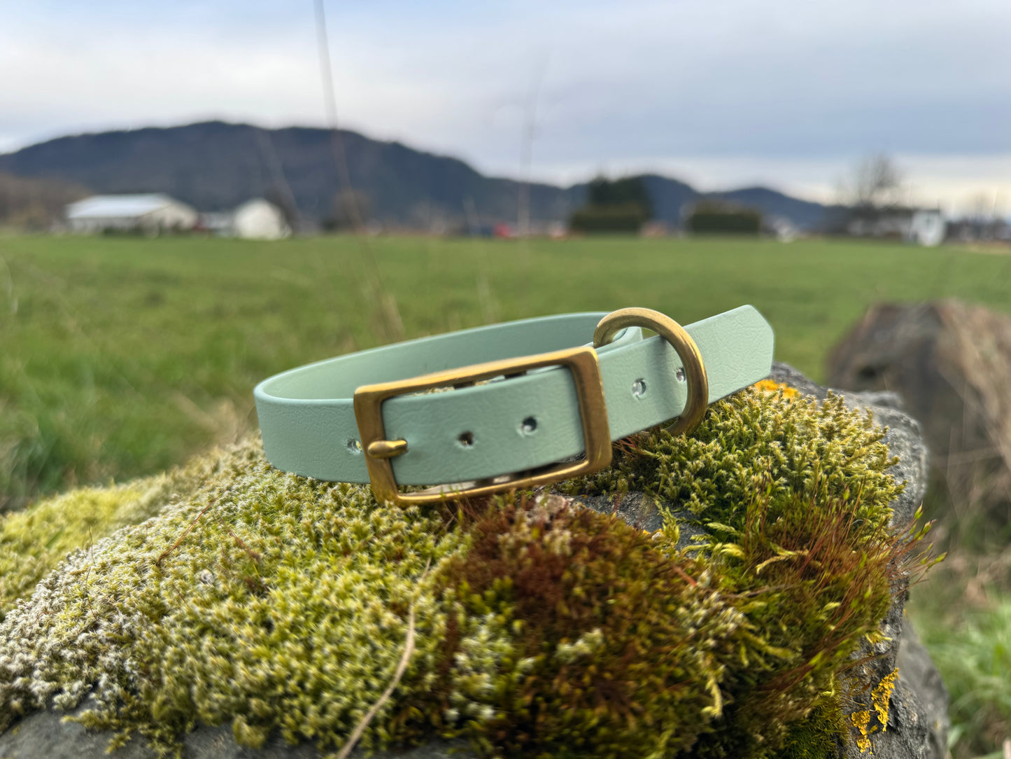 1" Biothane Buckle Dog Collar
