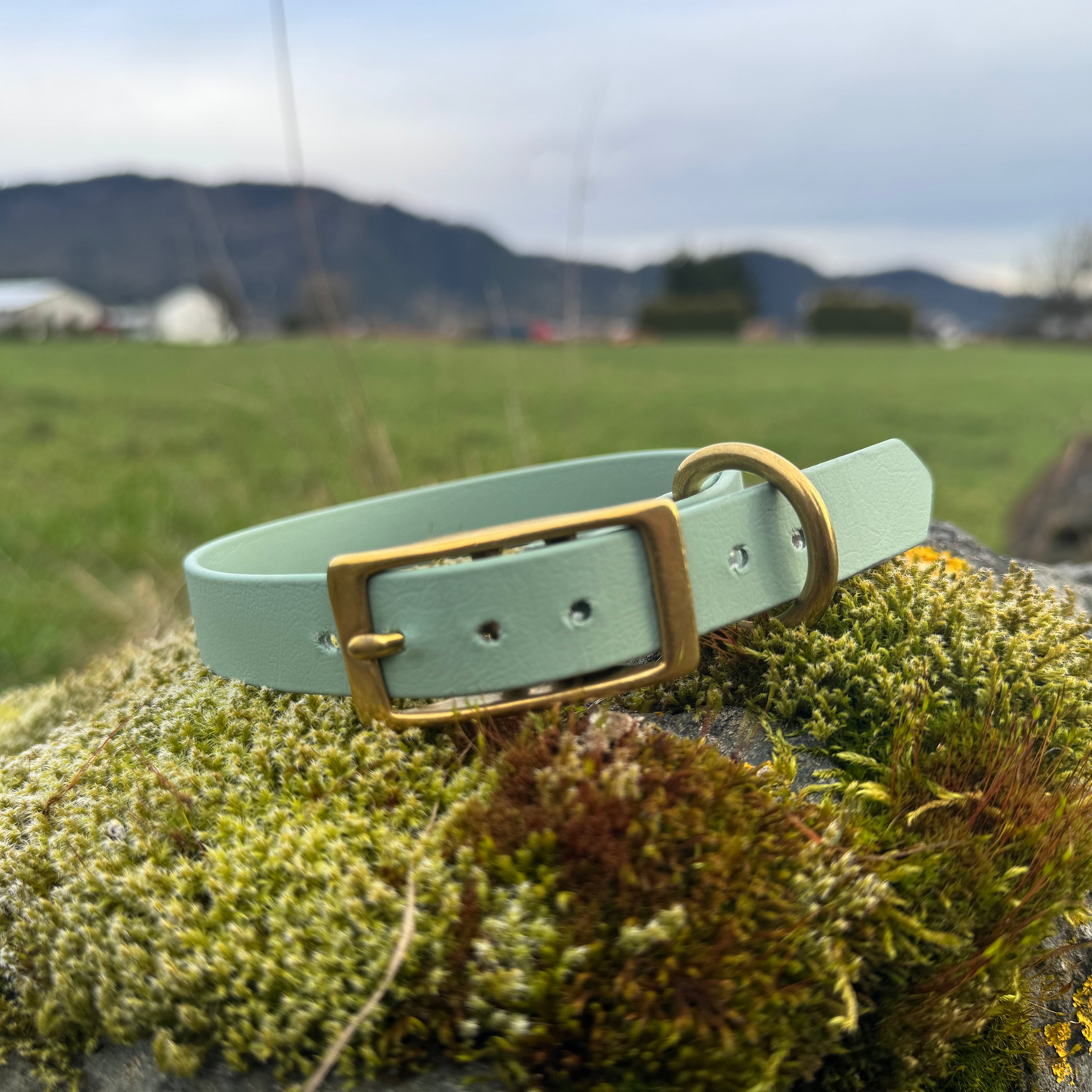 3/4" Biothane Buckle Dog Collar