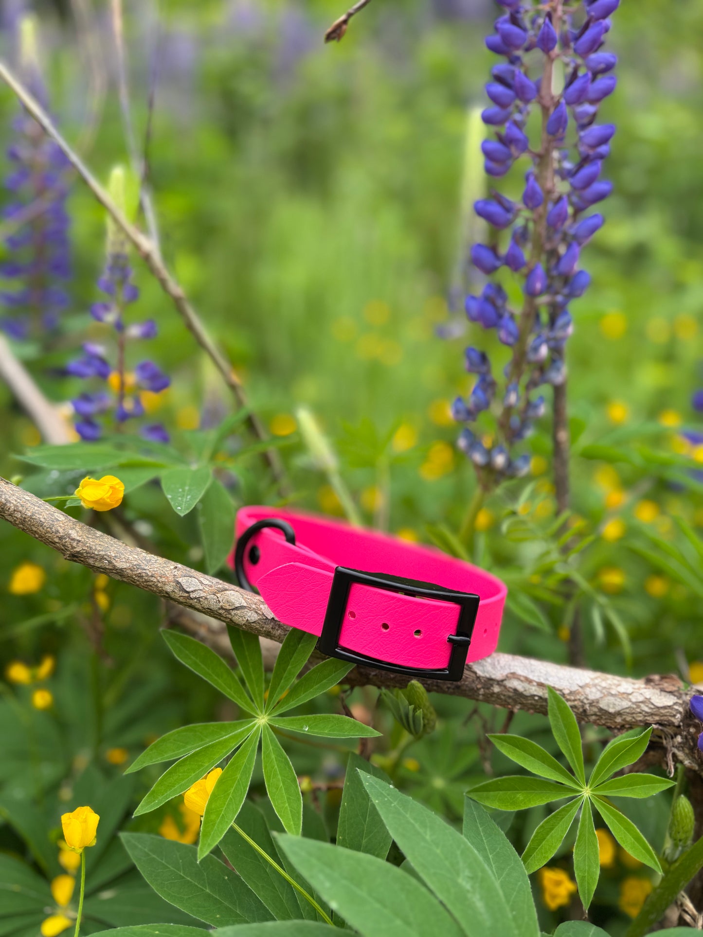 1" Biothane Buckle Dog Collar