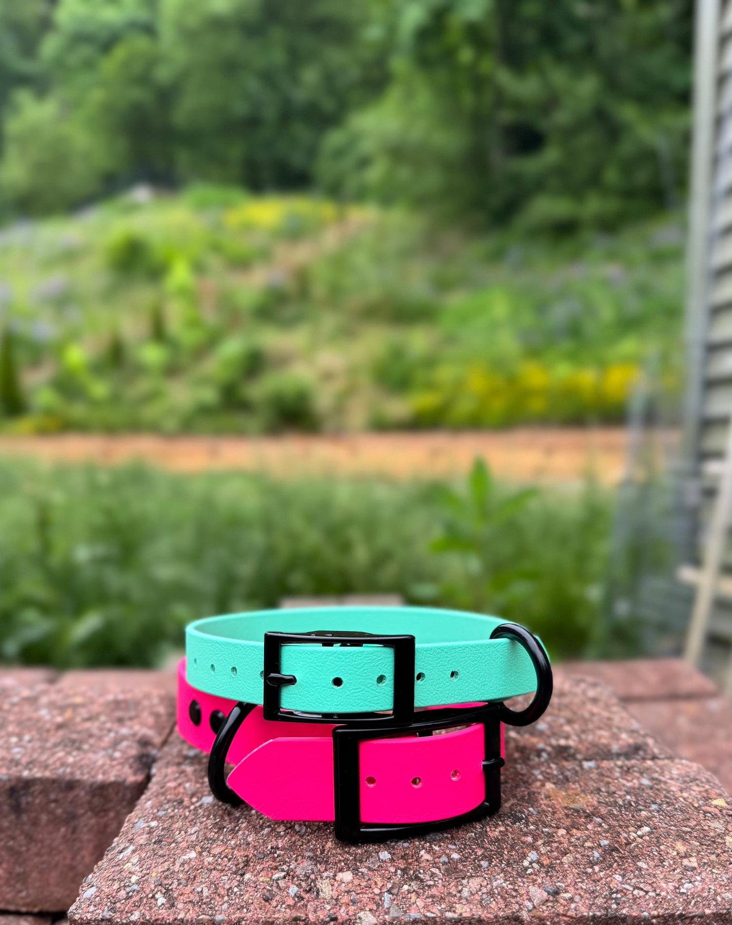 1" Biothane Buckle Dog Collar