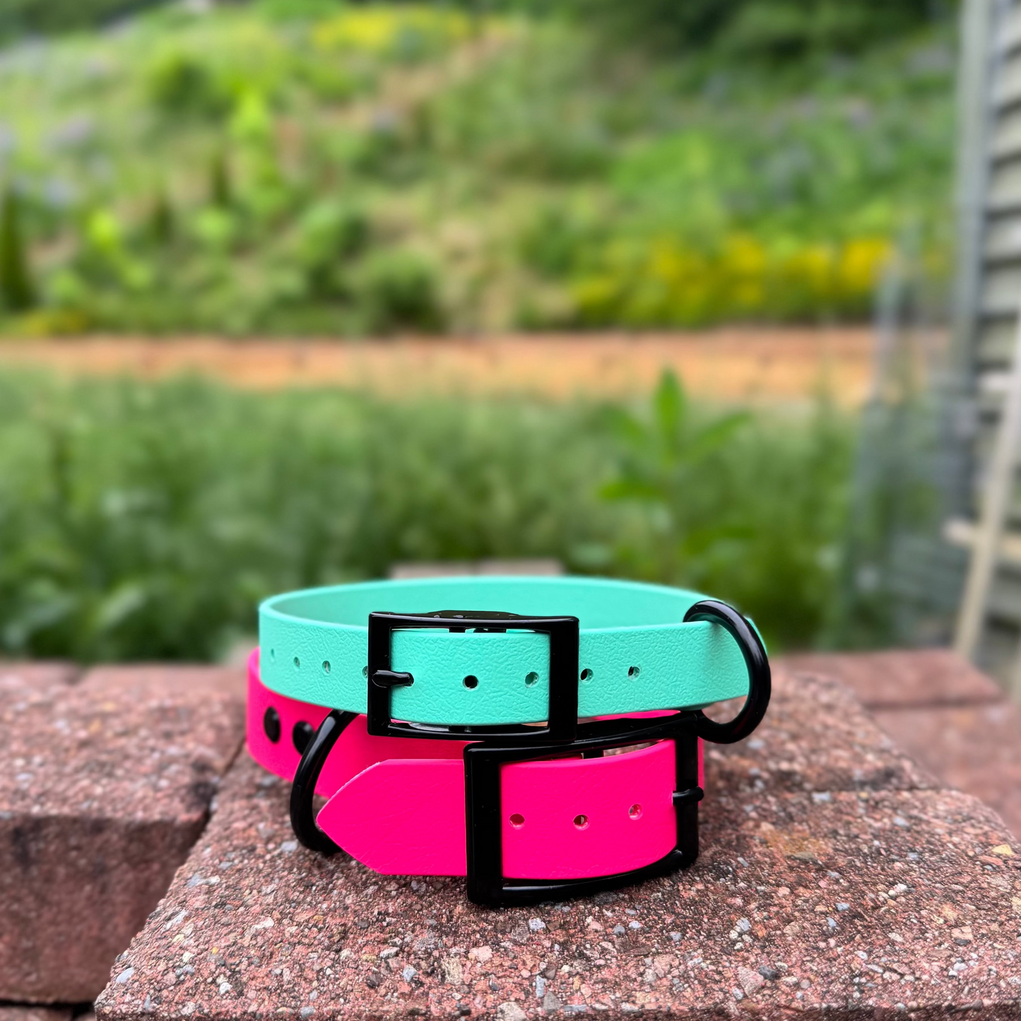 1" Biothane Buckle Dog Collar
