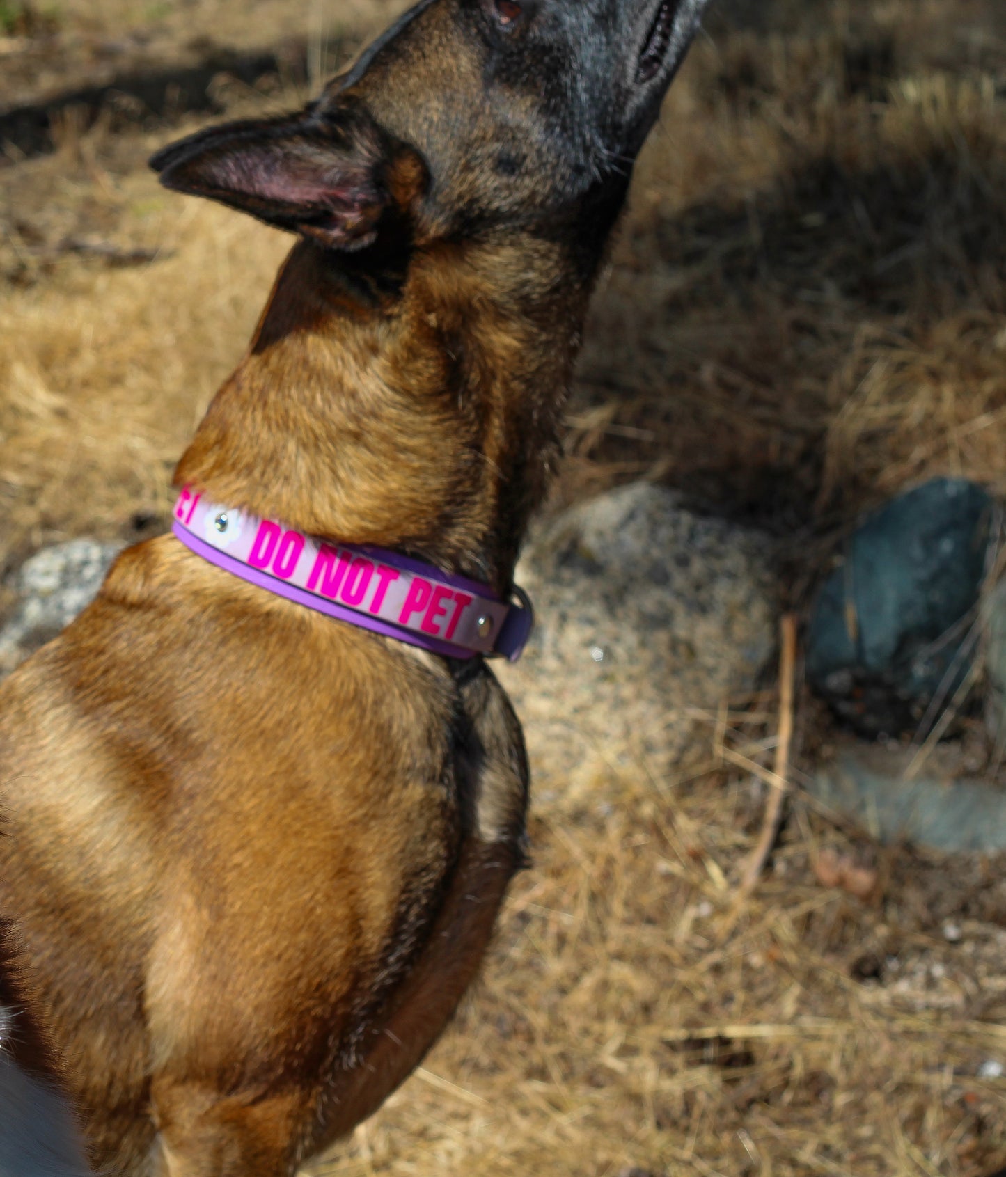 Double Layer 1.5" Biothane Collar *CUSTOM TEXT*