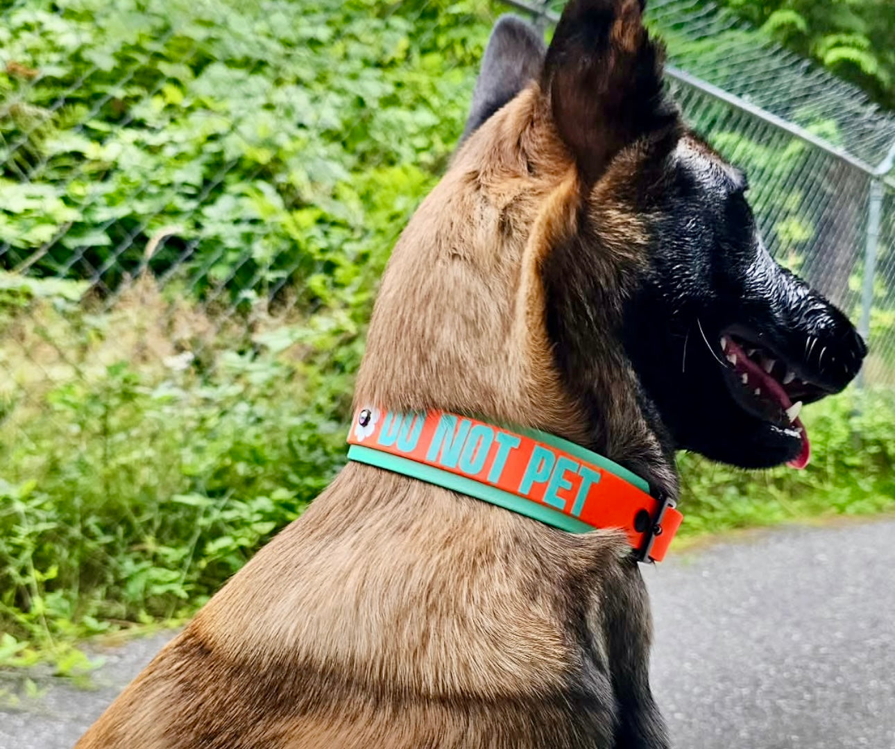Double Layer 1.5" Biothane Collar *CUSTOM TEXT*