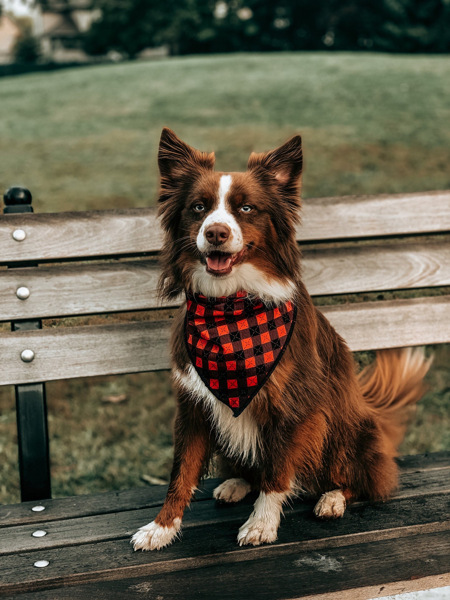 Dog Bandana Red Plaid // Lumberjack Plaid dog bandana // Red plaid bandana for dogs // Snap on dog bandana