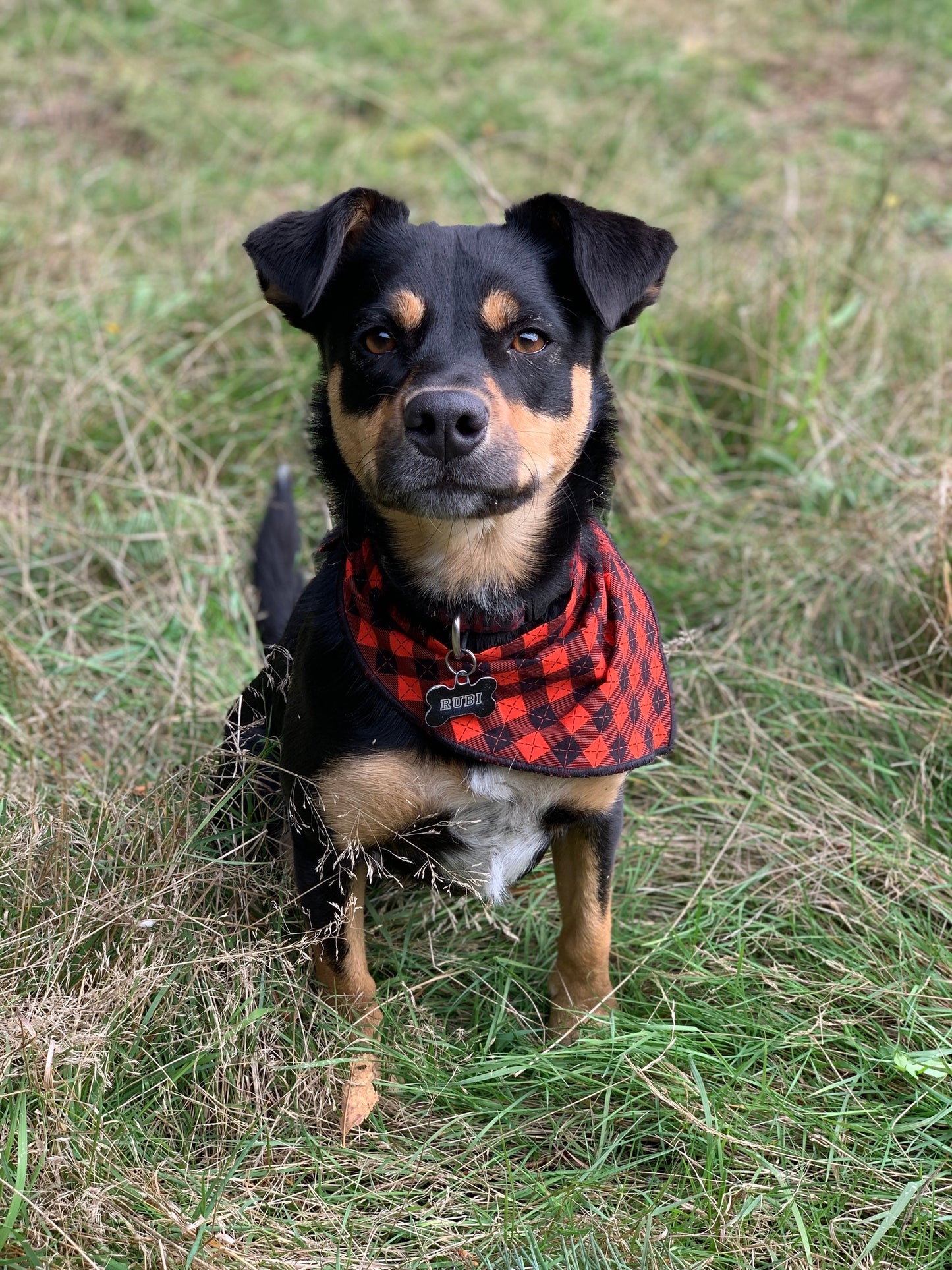 Dog Bandana Red Plaid // Lumberjack Plaid dog bandana // Red plaid bandana for dogs // Snap on dog bandana