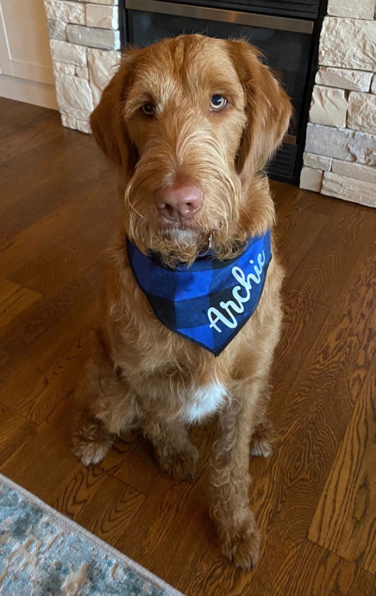 Dog Blue Black Plaid // Flannel Plaid Dog Bandana // Plaid Dog Bandana // Snap On Dog Bandana // Dog Scarf // Collar