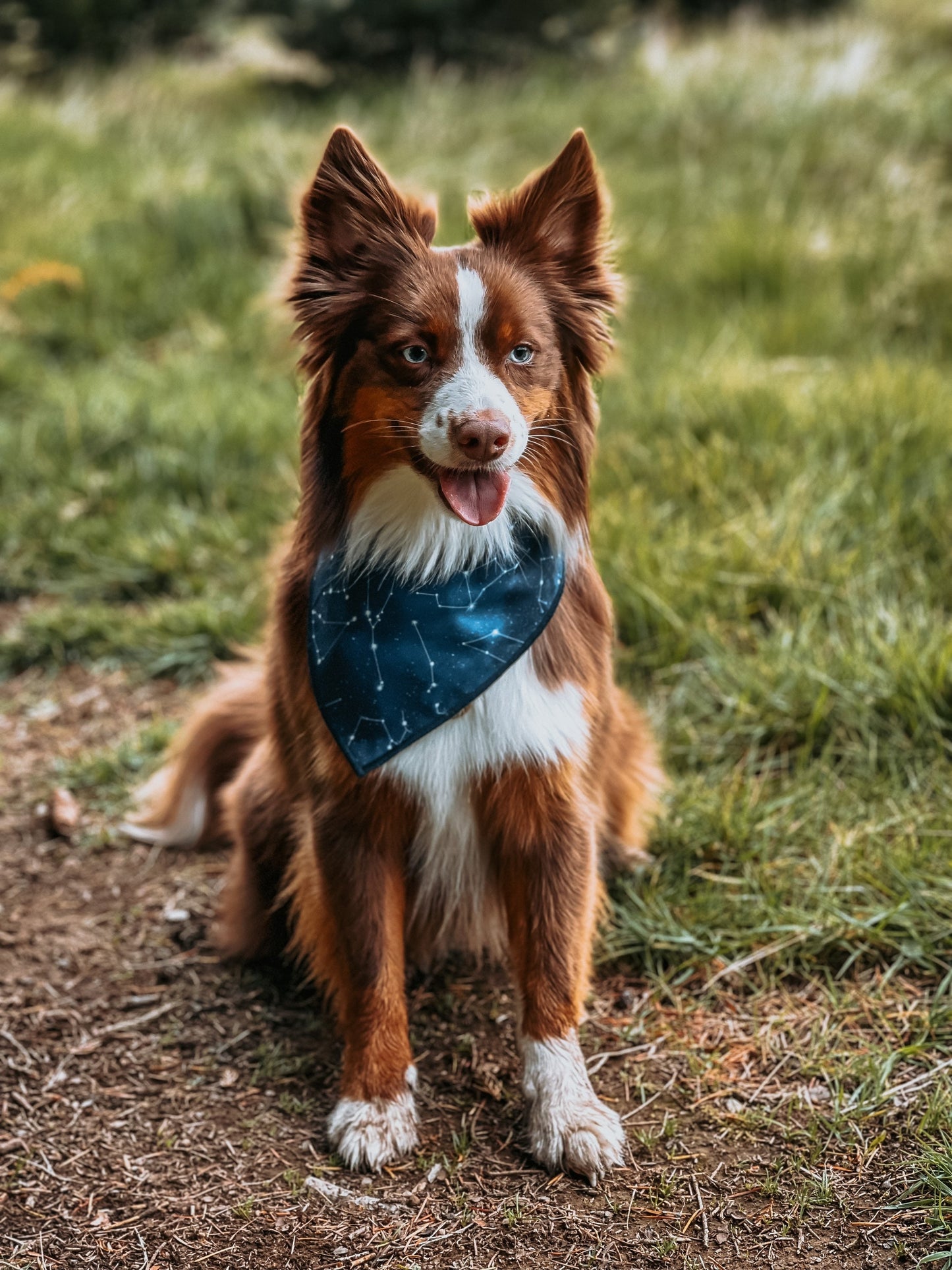 Dog Bandana Constellation Bandana // PNW Dog Bandana // Outer space Dog Bandana // Nature Dog Bandana // Snap On Dog Bandana // Dog Scarf