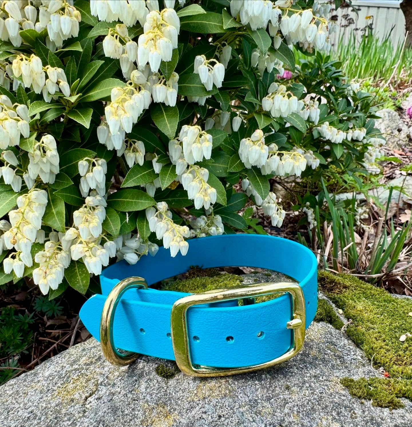 1" Biothane Buckle Dog Collar