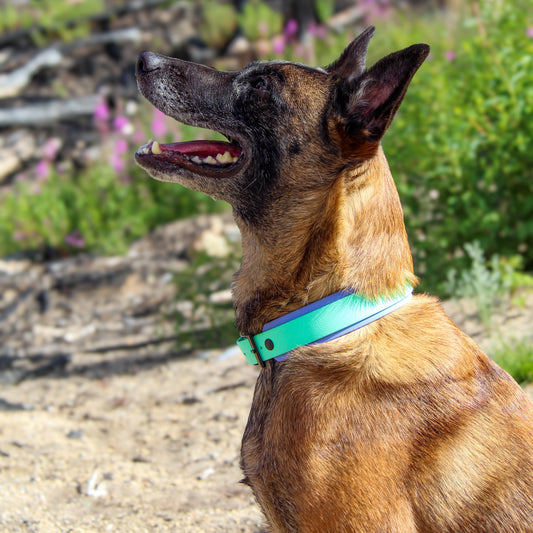 Double Layer 1.5" Biothane Collar